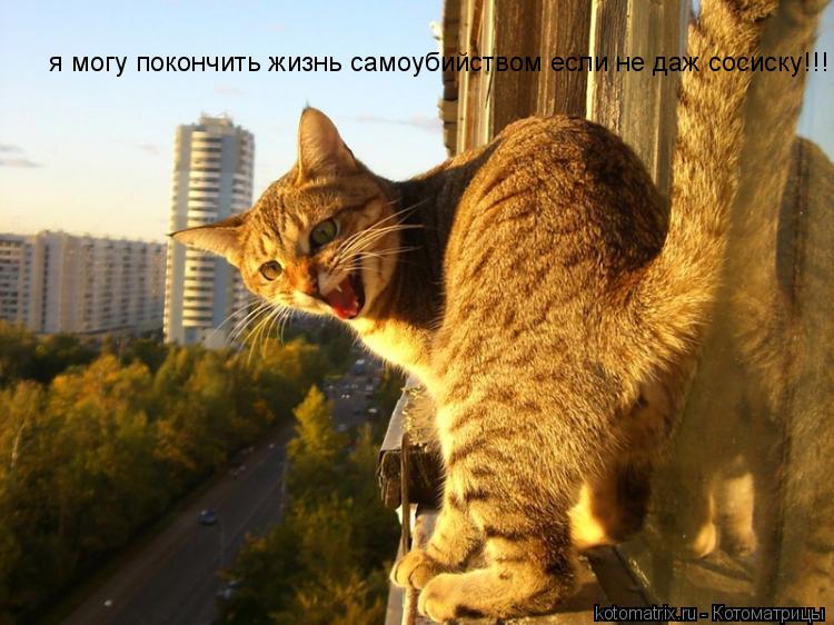 я могу покончить жизнь самоубийством если не даж сосиску!!!... Котоматрица: я могу покончить жизнь самоубийством если не даж сосиску!!!