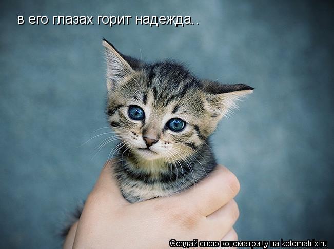 в его глазах горит надежда..... Котоматрица: в его глазах горит надежда..