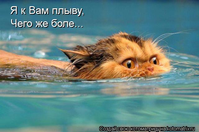Я к Вам плыву, Чего же боле...... Котоматрица: Я к Вам плыву, Чего же боле...