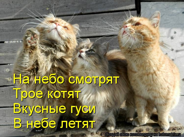 На небо смотрят Трое котят Вкусные гуси В небе летят... Котоматрица: На небо смотрят Трое котят Вкусные гуси В небе летят