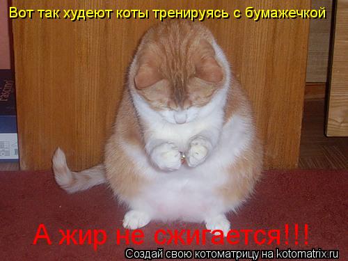 Котоматрица: Вот так худеют коты тренируясь с бумажечкой А жир не сжигается!!!