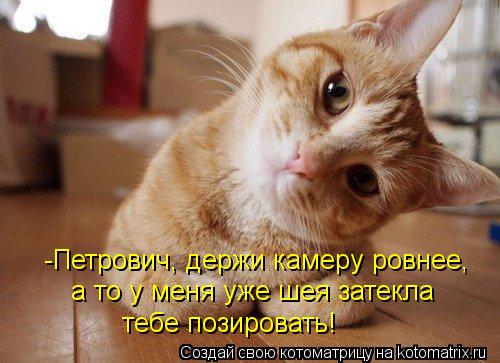 -Петрович, держи камеру ровнее, а то у меня уже шея затекла тебе позировать!... Котоматрица: -Петрович, держи камеру ровнее, а то у меня уже шея затекла тебе позировать!