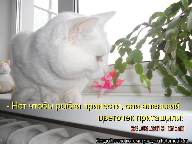 - Нет чтобы рыбки принести, они аленький цветочек притащили!... Котоматрица: - Нет чтобы рыбки принести, они аленький цветочек притащили!