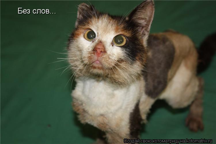 Без слов...... Котоматрица: Без слов...