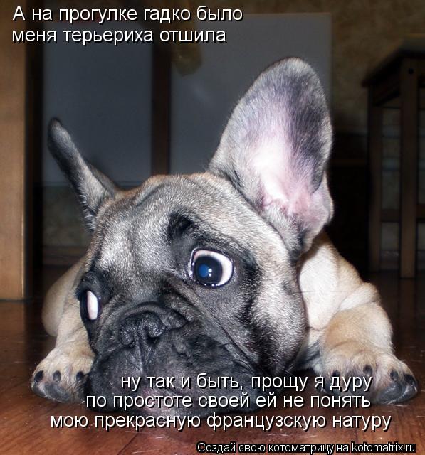 А на прогулке гадко было меня терьериха отшила ну так и быть, прощу я дуру по простоте своей ей не по... Котоматрица: А на прогулке гадко было меня терьериха отшила ну так и быть, прощу я дуру по простоте своей ей не понять мою прекрасную французскую натуру