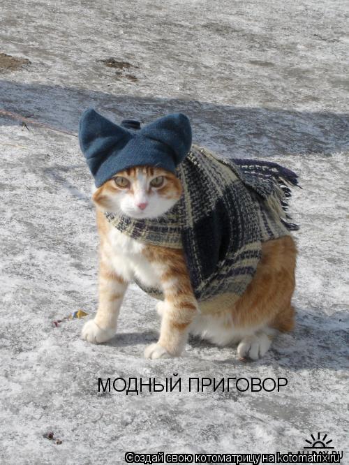 МОДНЫЙ ПРИГОВОР... Котоматрица: МОДНЫЙ ПРИГОВОР
