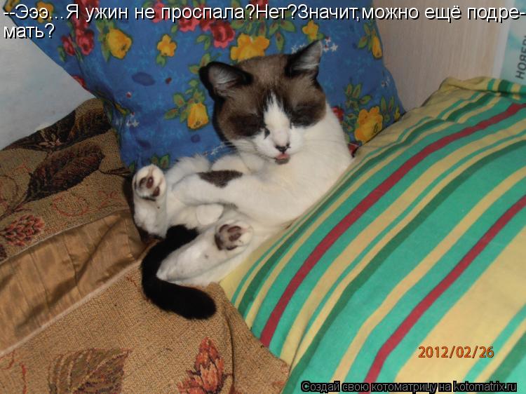 Котоматрица: --Эээ...Я ужин не проспала?Нет?Значит,можно ещё подре- мать?