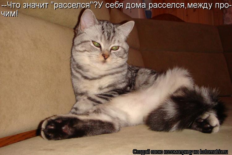 Котоматрица: --Что значит "расселся"?У себя дома расселся,между про- чим!