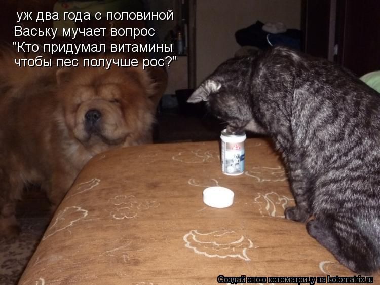 уж два года с половиной Ваську мучает вопрос "Кто придумал витамины чтобы пес получше рос?"... Котоматрица: уж два года с половиной Ваську мучает вопрос "Кто придумал витамины чтобы пес получше рос?"