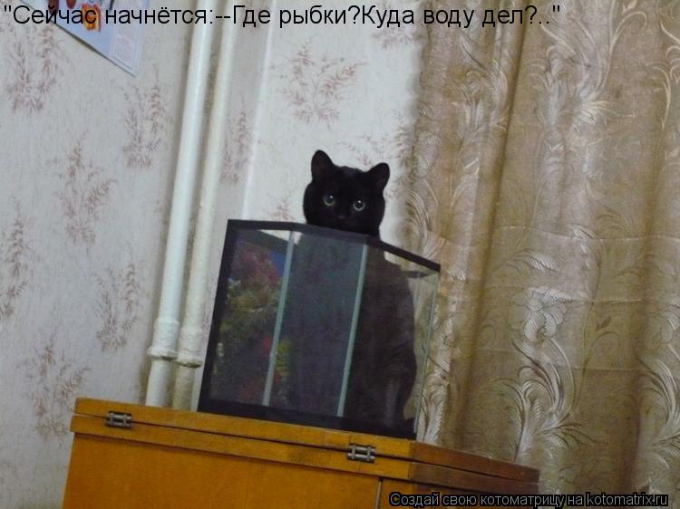 Котоматрица: "Сейчас начнётся:--Где рыбки?Куда воду дел?.."