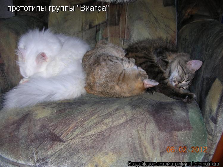 Котоматрица: прототипы группы "Виагра"