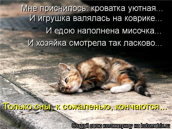 Мне приснилось: кроватка уютная... И игрушка валялась на коврике... И едою наполнена мисочка... И хоз... Котоматрица: Мне приснилось: кроватка уютная... И игрушка валялась на коврике... И едою наполнена мисочка... И хозяйка смотрела так ласково... Только сны, к с