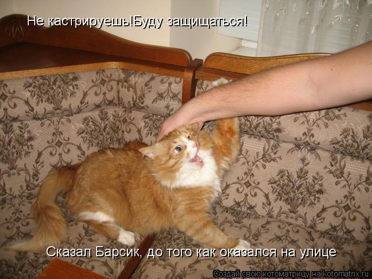 Котоматрица: Не кастрируешь!Буду защищаться! Сказал Барсик, до того как оказался на улице