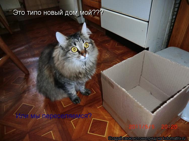 Котоматрица: Это типо новый дом мой??? Или мы переселяемся?