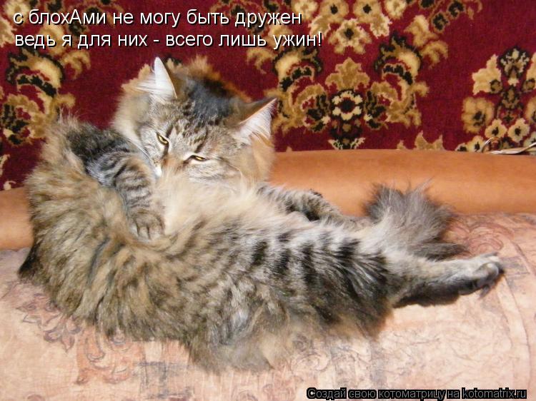 с блохАми не могу быть дружен ведь я для них - всего лишь ужин!... Котоматрица: с блохАми не могу быть дружен ведь я для них - всего лишь ужин!