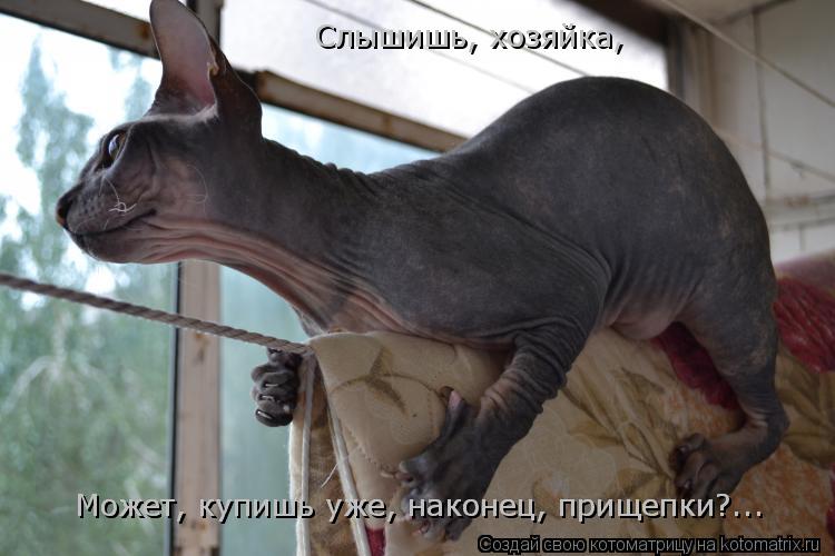 Слышишь, хозяйка, Может, купишь уже, наконец, прищепки?... Может, купишь уже, наконец, прищепки?...... Котоматрица: Слышишь, хозяйка, Может, купишь уже, наконец, прищепки?... Может, купишь уже, наконец, прищепки?...