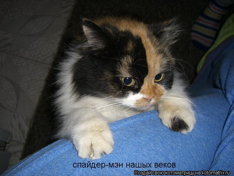 спайдер-мэн нашых веков... Котоматрица: спайдер-мэн нашых веков