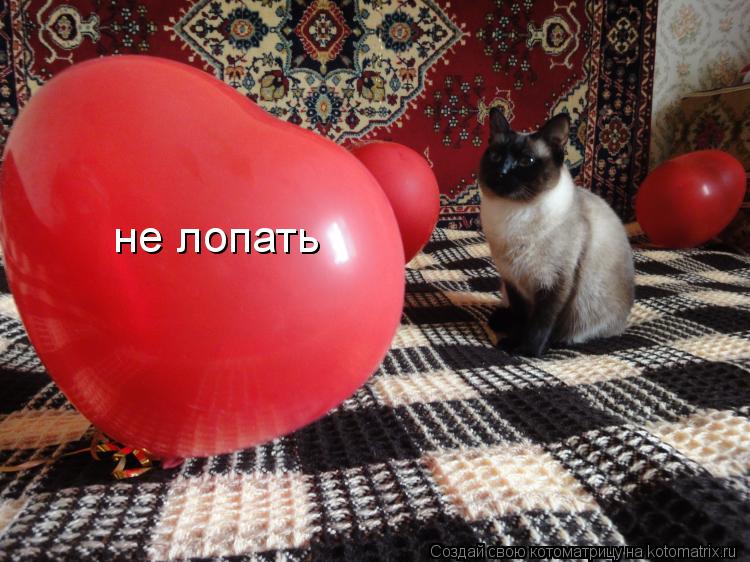 не лопать... Котоматрица: не лопать