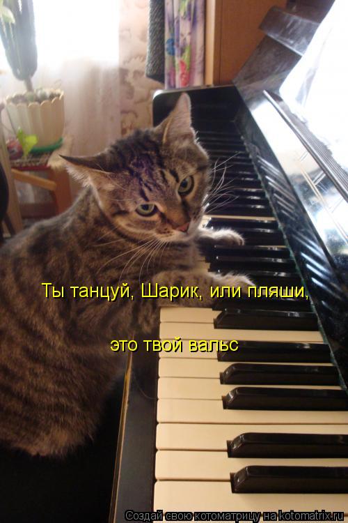 Ты танцуй, Шарик, или пляши, это твой вальс... Котоматрица: Ты танцуй, Шарик, или пляши, это твой вальс