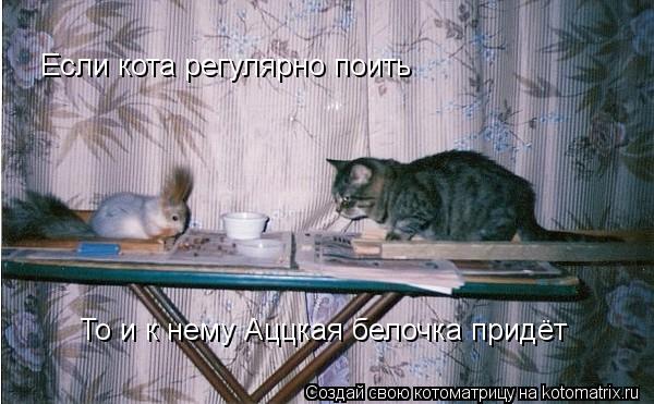 Если кота регулярно поить То и к нему Аццкая белочка придёт... Котоматрица: Если кота регулярно поить То и к нему Аццкая белочка придёт