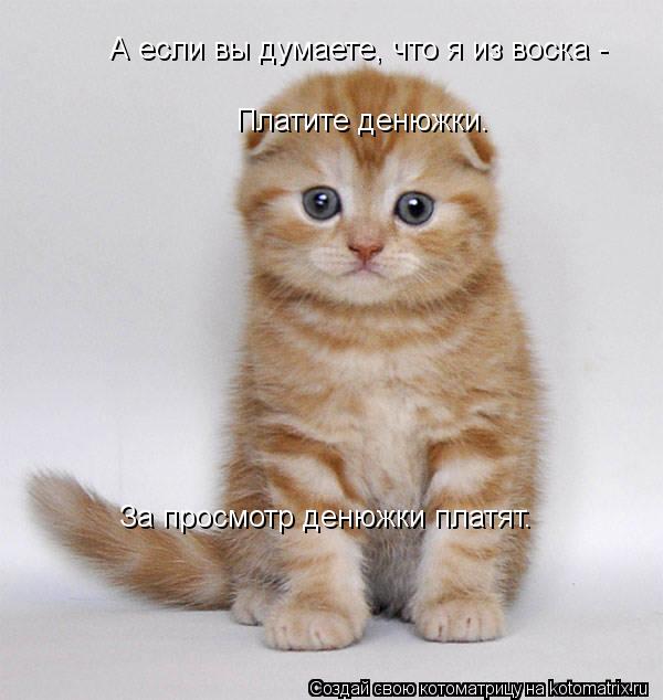 Платите денюжки. За просмотр денюжки платят. А если вы думаете, что я из воска -... Котоматрица: Платите денюжки. За просмотр денюжки платят. А если вы думаете, что я из воска -