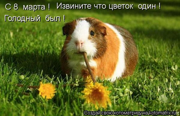 С 8 марта ! Извините что цветок один ! Голодный был !... Котоматрица: С 8 марта ! Извините что цветок один ! Голодный был !