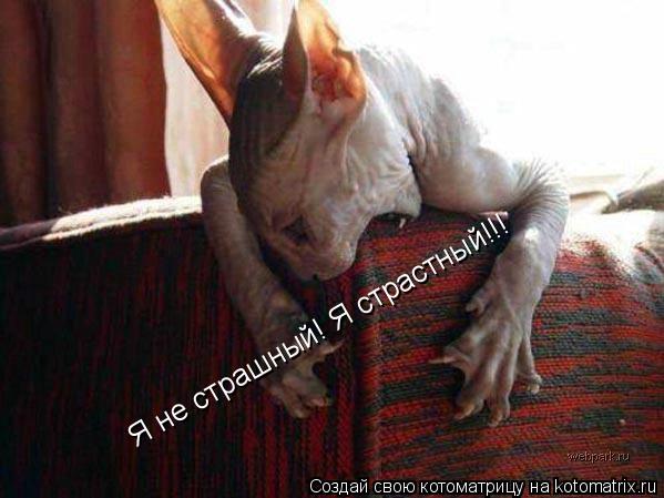 Я не страшный! Я страстный!!!... Котоматрица: Я не страшный! Я страстный!!!