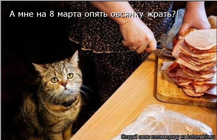 А мне на 8 марта опять овсянку жрать?!... Котоматрица: А мне на 8 марта опять овсянку жрать?!