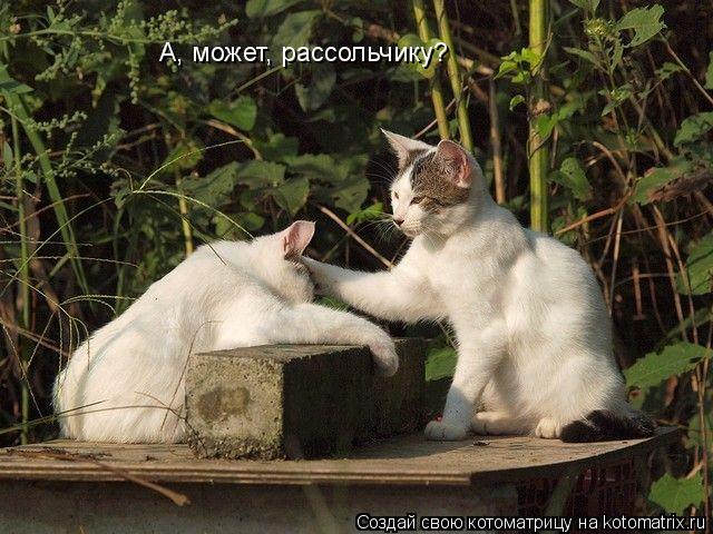 А, может, рассольчику?... Котоматрица: А, может, рассольчику?