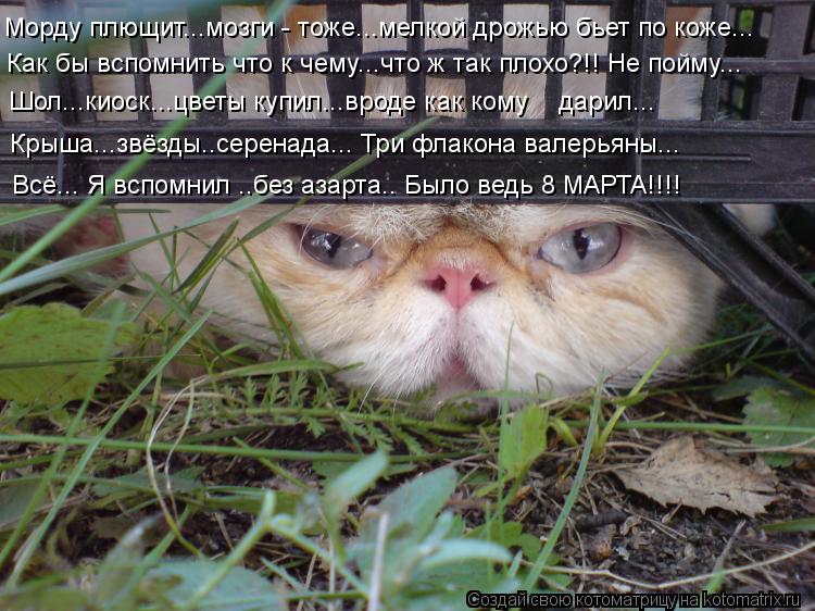 Морду плющит...мозги - тоже...мелкой дрожью бьет по коже... Как бы вспомнить что к чему...что ж так п... Котоматрица: Морду плющит...мозги - тоже...мелкой дрожью бьет по коже... Как бы вспомнить что к чему...что ж так плохо?!! Не пойму... Шол...киоск...цветы купил...в