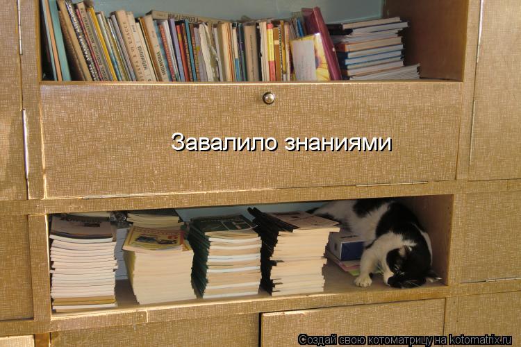 Завалило знаниями... Котоматрица: Завалило знаниями