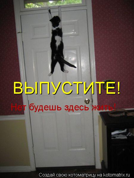 ВЫПУСТИТЕ! Нет будешь здесь жить!... Котоматрица: ВЫПУСТИТЕ! Нет будешь здесь жить!