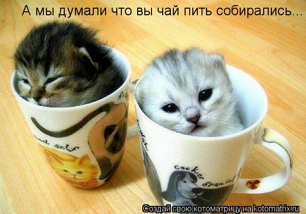 А мы думали что вы чай пить собирались...... Котоматрица: А мы думали что вы чай пить собирались...