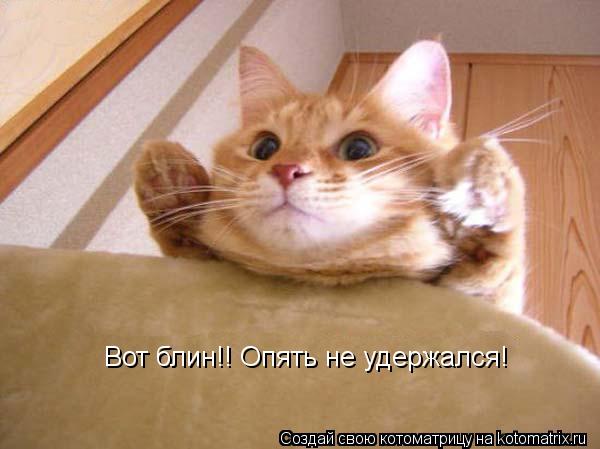 Вот блин!! Опять не удержался!... Котоматрица: Вот блин!! Опять не удержался!
