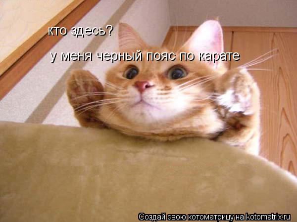 кто здесь? у меня черный пояс по карате... Котоматрица: кто здесь? у меня черный пояс по карате