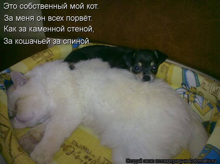 Это собственный мой кот. За меня он всех порвёт. Как за каменной стеной, За кошачьей за спиной.... Котоматрица: Это собственный мой кот. За меня он всех порвёт. Как за каменной стеной, За кошачьей за спиной.