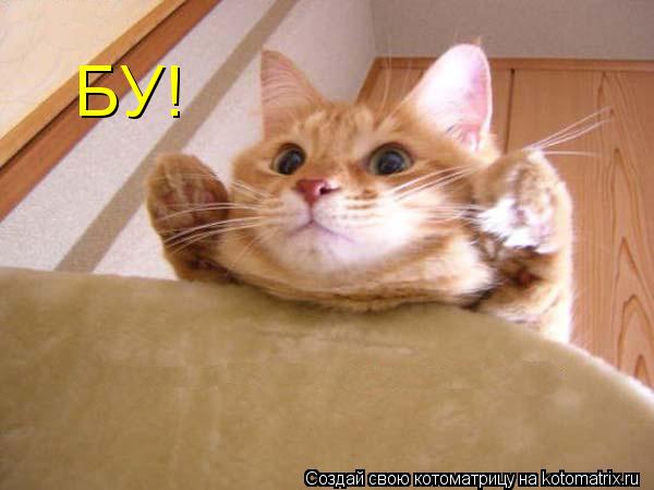 БУ!... Котоматрица: БУ!