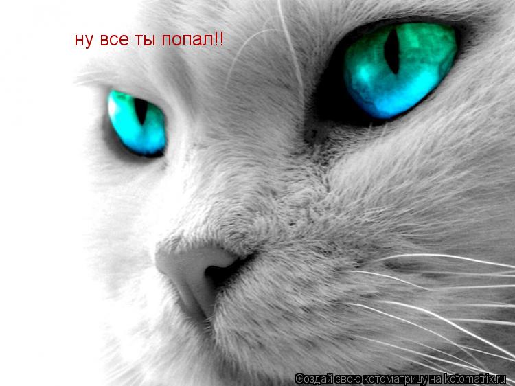 ну все ты попал!!... Котоматрица: ну все ты попал!!