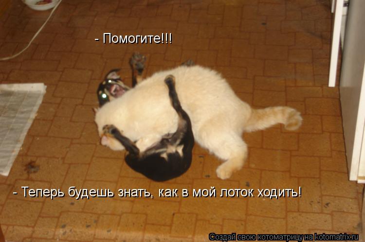 - Помогите!!! - Теперь будешь знать, как в мой лоток ходить!... Котоматрица: - Помогите!!! - Теперь будешь знать, как в мой лоток ходить!