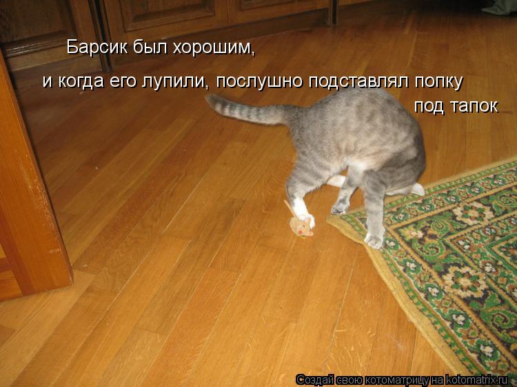 Барсик был хорошим, и когда его лупили, послушно подставлял попку под тапок... Котоматрица: Барсик был хорошим, и когда его лупили, послушно подставлял попку под тапок