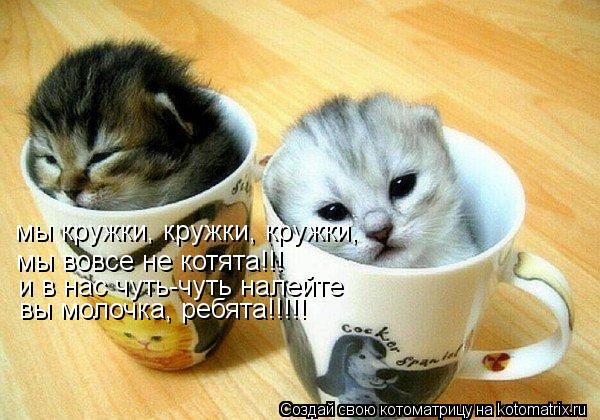 мы кружки, кружки, кружки, мы вовсе не котята!!! и в нас чуть-чуть налейте вы молочка, ребята!!!!!... Котоматрица: мы кружки, кружки, кружки, мы вовсе не котята!!! и в нас чуть-чуть налейте вы молочка, ребята!!!!!