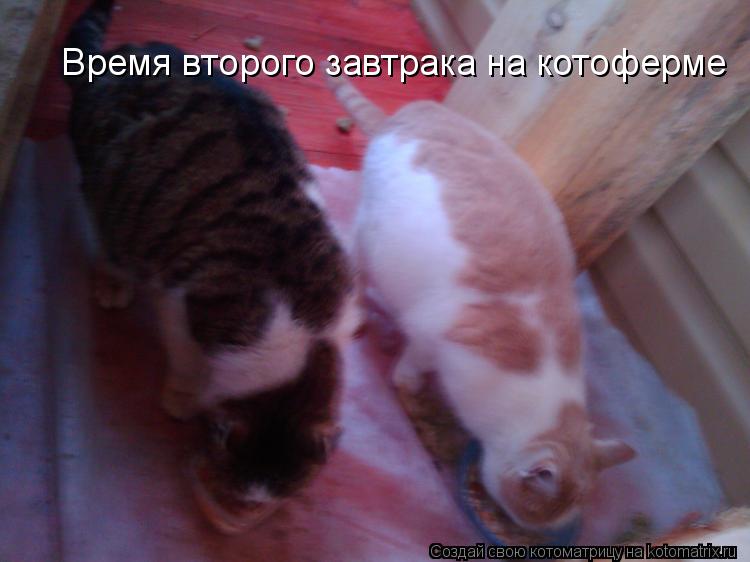 Время второго завтрака на котоферме... Котоматрица: Время второго завтрака на котоферме