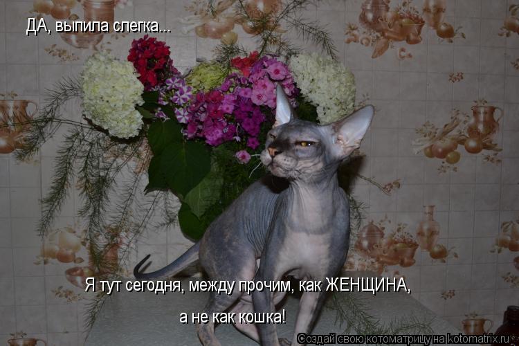 Котоматрица: ДА, выпила слегка... Я тут сегодня, между прочим, как ЖЕНЩИНА,  а не как кошка!