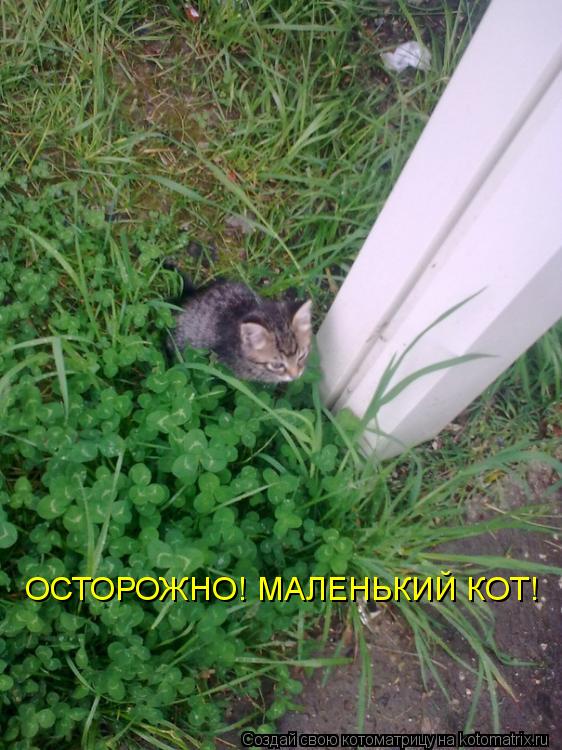 Котоматрица: ОСТОРОЖНО! МАЛЕНЬКИЙ КОТ!