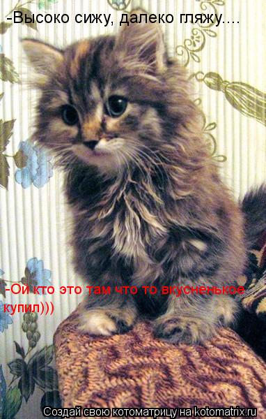 -Высоко сижу, далеко гляжу.... -Ой кто это там что то вкусненькое купил)))... Котоматрица: -Высоко сижу, далеко гляжу.... -Ой кто это там что то вкусненькое купил)))
