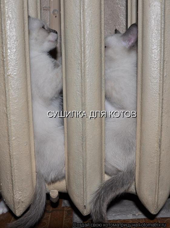 СУШИЛКА ДЛЯ КОТОВ... Котоматрица: СУШИЛКА ДЛЯ КОТОВ