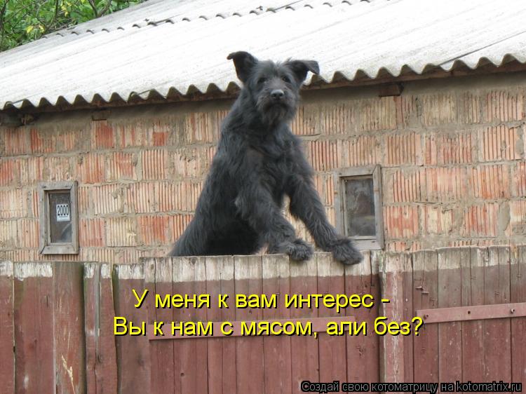 У меня к вам интерес - Вы к нам с мясом, али без?... Котоматрица: У меня к вам интерес - Вы к нам с мясом, али без?
