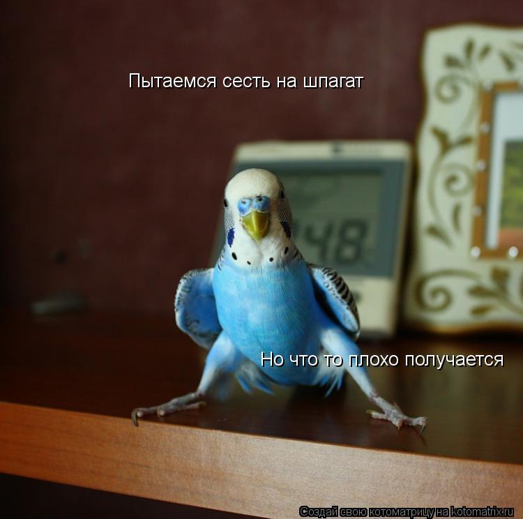 Пытаемся сесть на шпагат Но что то плохо получается... Котоматрица: Пытаемся сесть на шпагат Но что то плохо получается