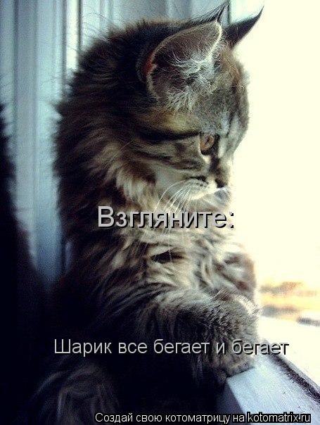 Взгляните: Шарик все бегает и бегает... Котоматрица: Взгляните: Шарик все бегает и бегает