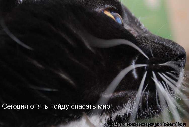 Сегодня опять пойду спасать мир..... Котоматрица: Сегодня опять пойду спасать мир..